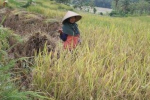 Sawah milik petani Kuningan 